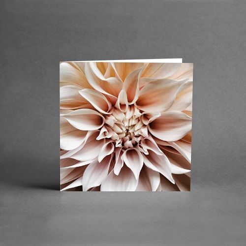 Blomma